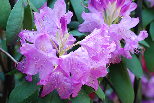 Rhododendron. Foto: Joe Shlabotnik/Flickr
