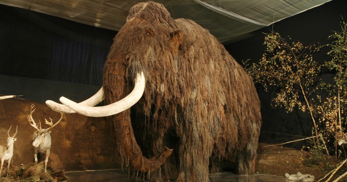 mamut