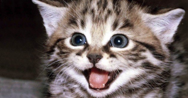 Video de Cat Purr es tirado por YouTube por violar derechos