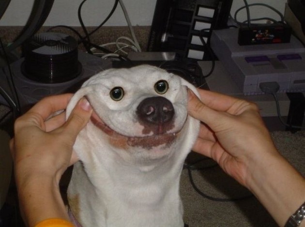 smiling-dog-big