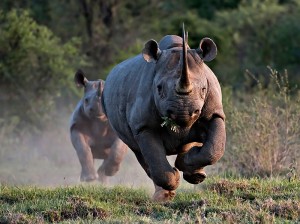 La nueva droga que no te provoca nada pero mata rinocerontes