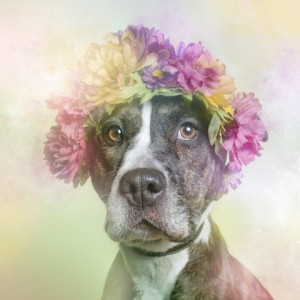Ni los perros pueden salvarse de la moda de las coronas de flores