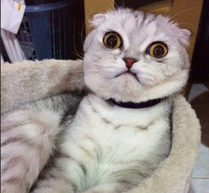 Grumpy Cat es tan 2013. Conoce a Little P, el nuevo gato súper estrella de internet