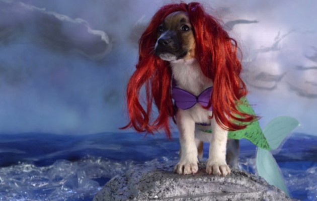 Este video de perritos recreando películas de Disney te hará el mes