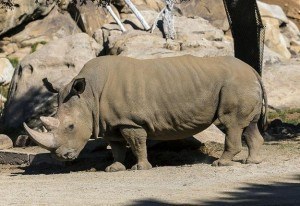 ¡Felicidades humanos! Ya sólo quedan 5 rinocerontes blancos en la tierra