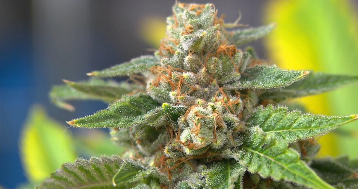 Como saber si tu mota es de buena calidad