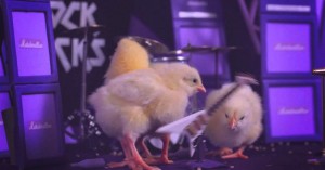 Pollos tocando metal: la nueva obsesión de Internet
