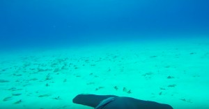 Esto es lo que pasa cuando montas una GoPro en un tiburón martillo
