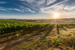 El cambio climático está afectando la calidad del vino… ¿pero para bien?