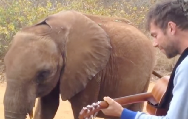 Fallece Mr. Tembo, el pequeño elefante que inspirara a Damon Albarn en su disco solista