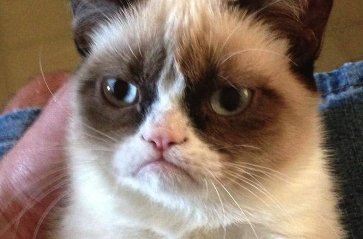 ¡Internet está de luto! Muere Grumpy Cat, la icónica gatita de los memes