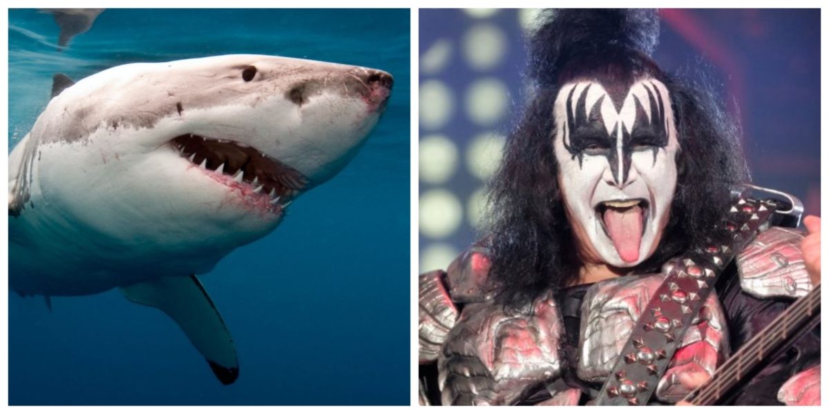Kiss tocará en medio del océano acompañados de imponentes tiburones blancos