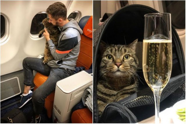 Multan a joven por viajar en cabina de avión con su gato con sobrepeso