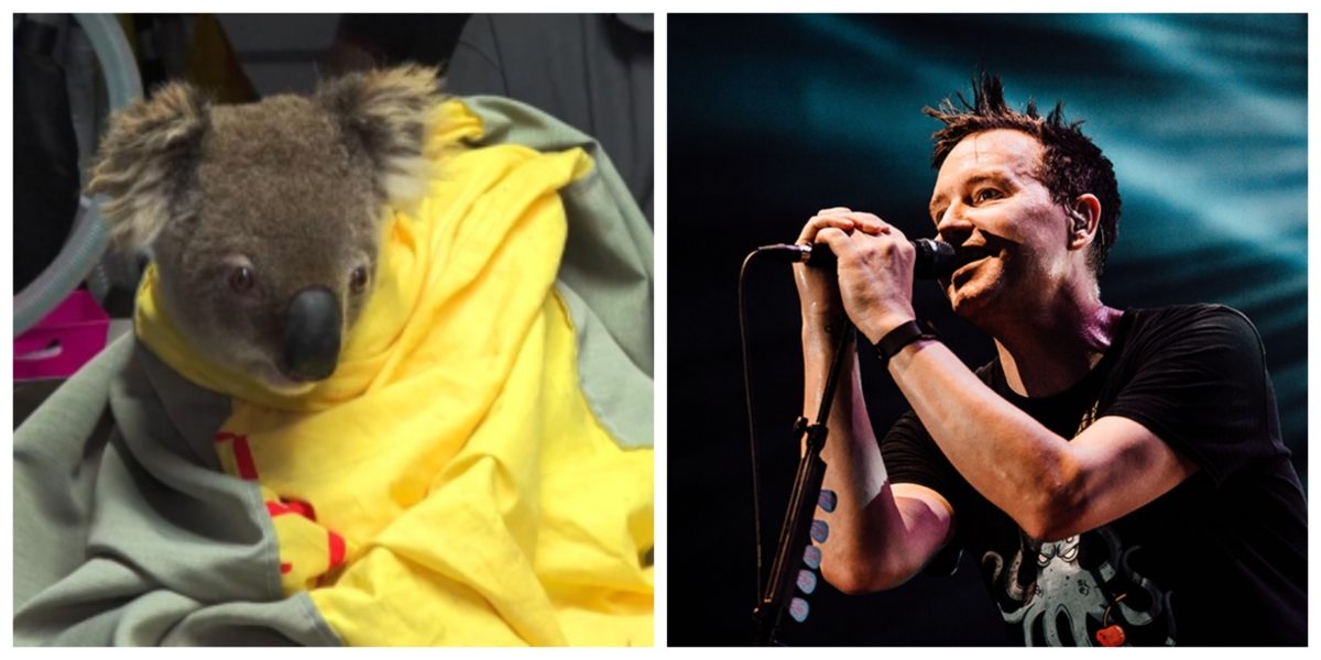 Blink-182 lanza nueva línea de mercancía para ayudar a los animales heridos por incendios en Australia