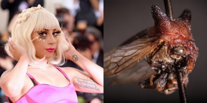 Un insecto recién descubierto recibe nombre inspirado en Lady Gaga