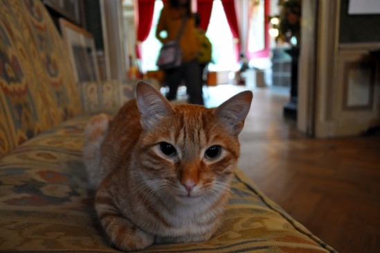 ¡El ‘Museo de los Gatos’ ofrece un recorrido virtual gratis por la cuarentena!