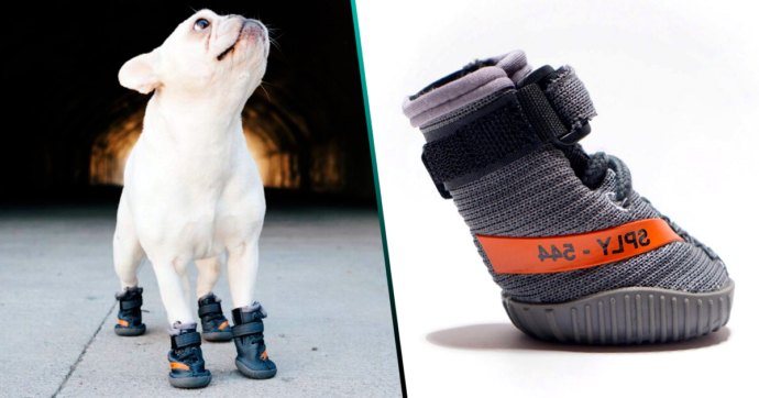 ¡Lanzan sneakers Yeezy diseñados especialmente para tu perrito!