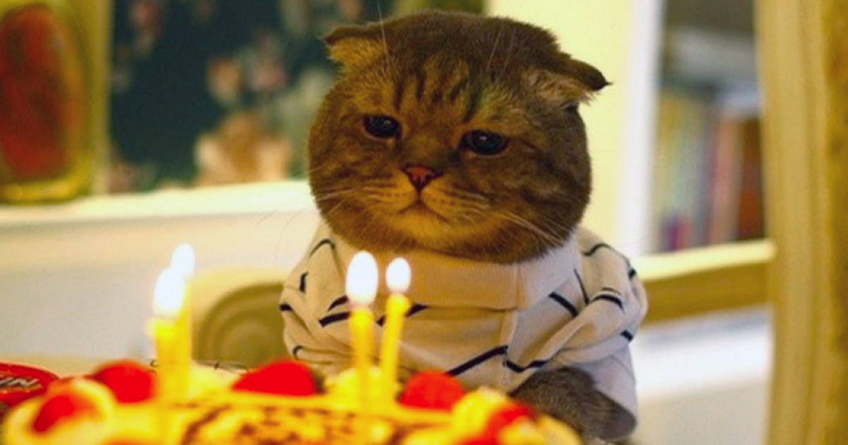 Familia le hace fiesta de cumpleaños a su gato; 15 personas se contagian de COVID-19