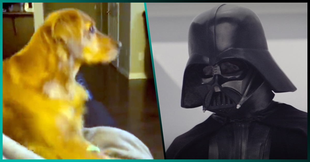 Video: Un perrito se asusta al ver la icónica entrada de Darth Vader de Star Wars