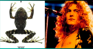 Nueva especie de rana es nombrada en honor a Led Zeppelin