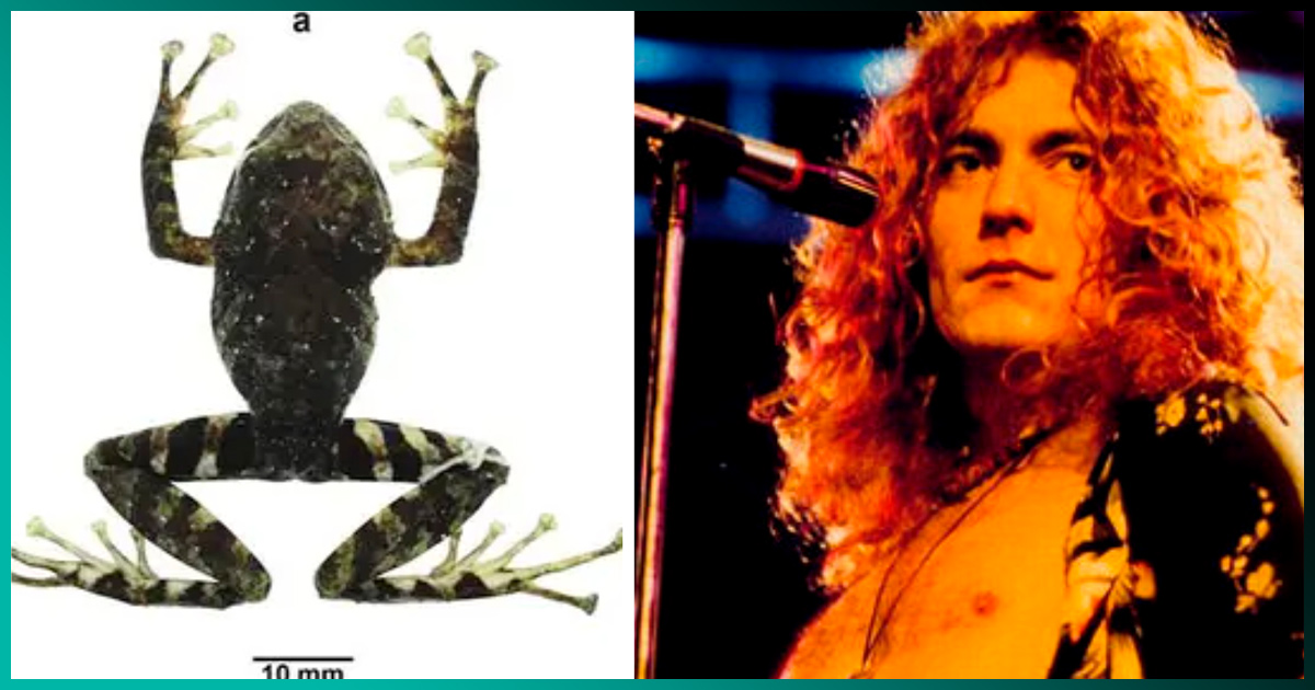 Nueva especie de rana es nombrada en honor a Led Zeppelin