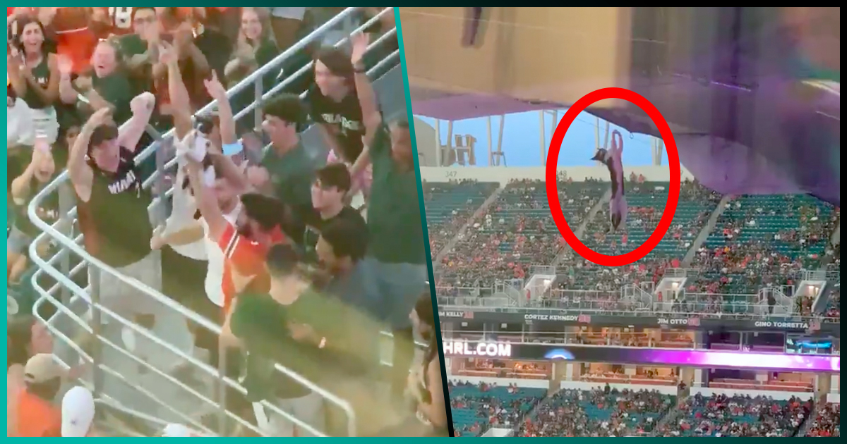 Fans le salvan la vida a un gatito en un estadio durante un partido de futbol americano