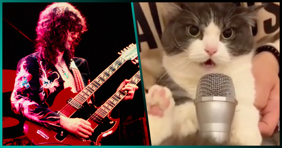 TikTok: Un gato rockero canta clásicos de Led Zeppelin y Ozzy Osbourne