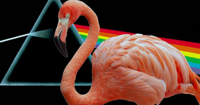 Un flamingo llamado “Pink Floyd” reaparece 17 años después de escapar del zoológico