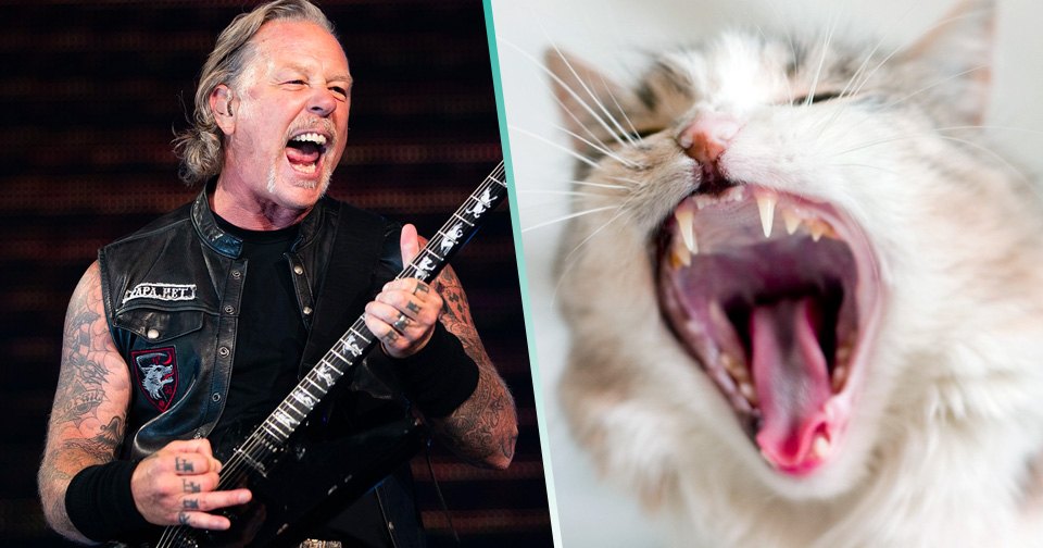 Metallica: Un gato metalero canta “Enter Sandman” y se vuelve viral