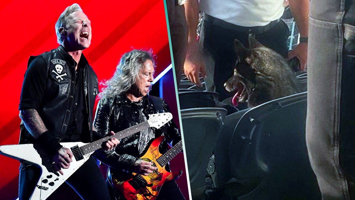 Un perro asistió a un concierto de Metallica por su propia cuenta y se volvió viral